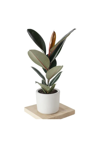 Özel Beyaz Saksıda Ficus Elastica Large - 1