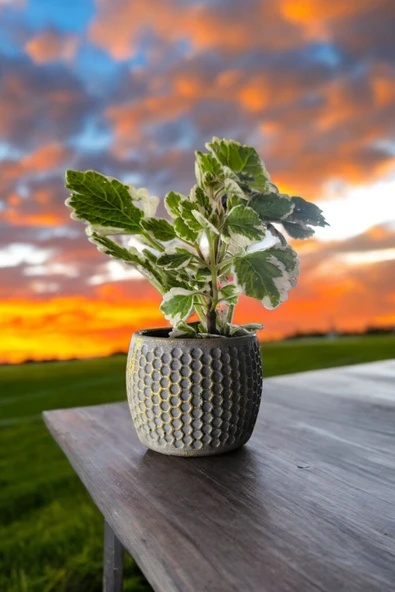 Mini Taş saksıda Cennet Yaprağı Bitkisi Muhteşem Kokulu 5.5 cm Plectranthus Coleoides 001 ürün görseli