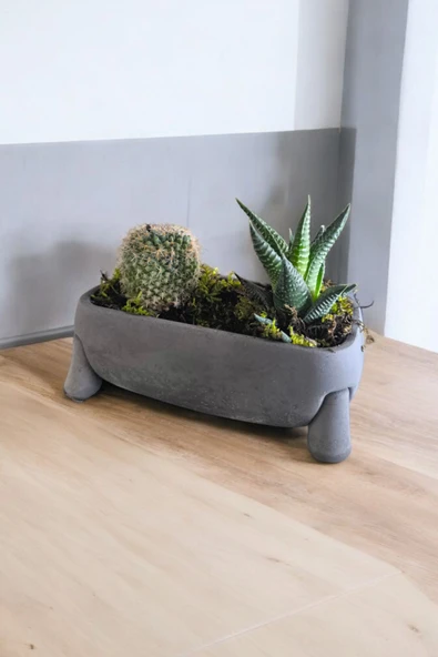 Fil Ayağı Dekoratif Taş Saksıda Mini Aranjman 01 - 2