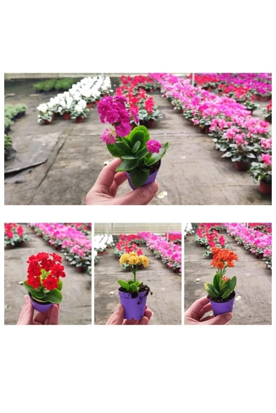200 Adet karışık renklerde Kalanşo Fidöesi kalanchoe - Resim 4