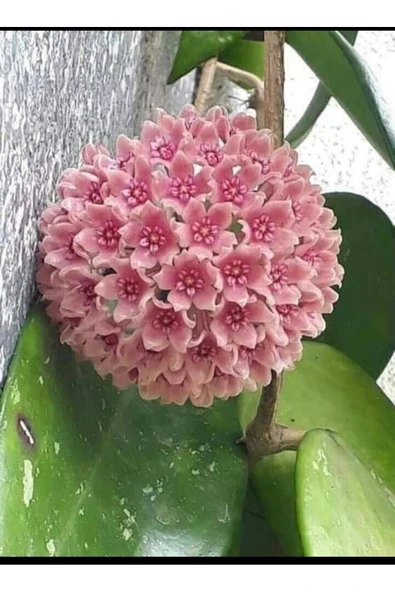 Toz Pembe Renkli Mum Çiçeği Fidanı - Resim 4