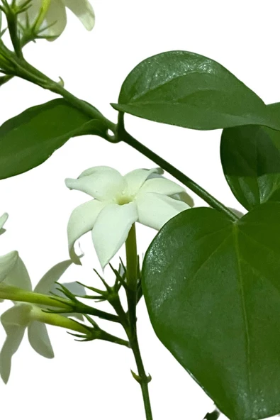 Ful Yasemin Çiçeği 40-50 Cm (kokulu) - Resim 2