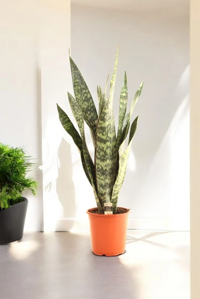 150-200 cm Dev Jamaika Paşa Kılıcı Türkiye de yalnızca bizde Sansevieria trifasciata Jamaiquina ürün görseli