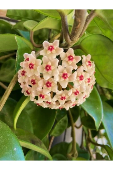 Mum Çiçeği Fidesi 2 Adet, 1adet Hoya Carnosa, 1adet Hoya Carnosa Tricolor - Resim 3