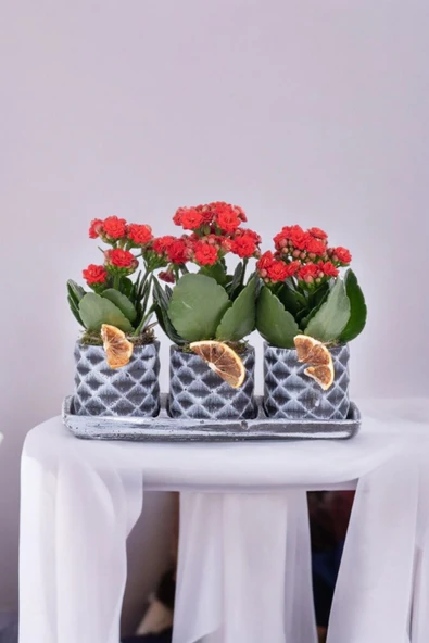 Dekoratif Taş saksılarda kalanşo bitkileri kalanchoe kook ürün görseli 1