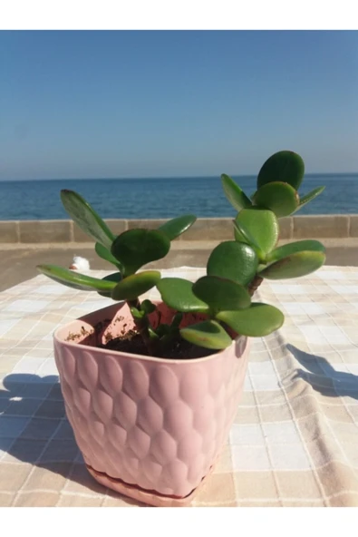Crassula Ovata- Para Çiçeği- Bereket Bitkisi- 8-12 Cm 5 Aylık ürün görseli 1