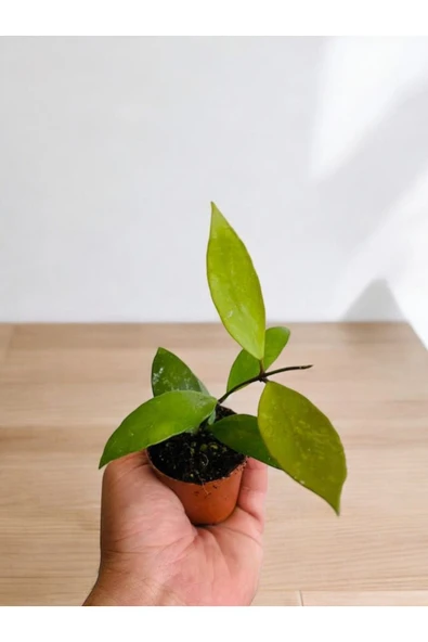 30 adet mum çiçeği fidanı 30 ayrı renkte - Resim 2