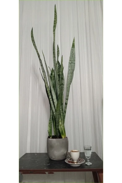 Doğal Dekoratif Saksıda Paşa Kılıcı 80-100 Cm - 1