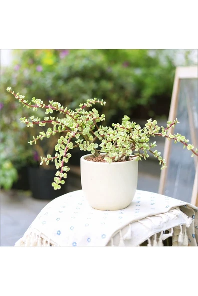 Hediyelik Dekoratif Saksıda Para Ağacı Bereket Ağacı Afra Bonsai