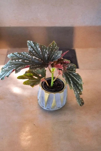 Beton Roma Sütün Saksıda Çilli Begonya 01ciy - 4