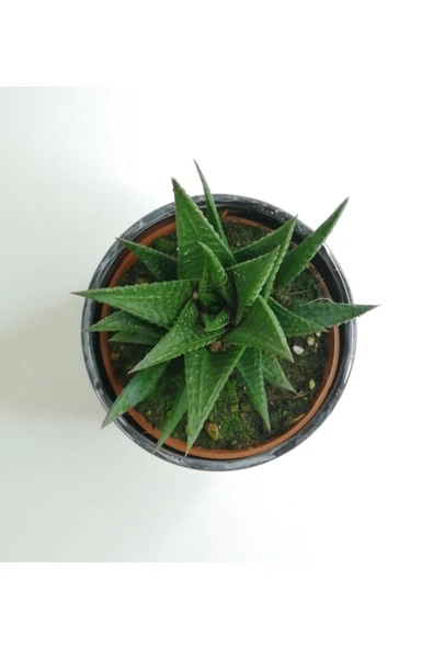 Haworthia 'limifolia' Mini Siyah Seramik Saksılı - Resim 3