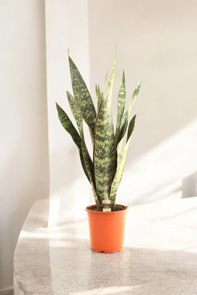 150-200 cm Dev Jamaika Paşa Kılıcı Türkiye de yalnızca bizde Sansevieria trifasciata Jamaiquina - Resim 5