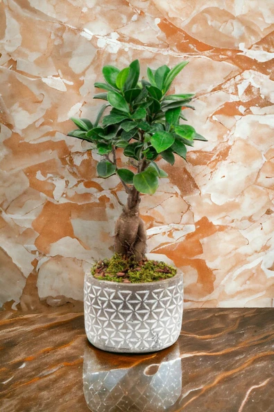 Dekoratif saksıda Bonsai ürün görseli 1