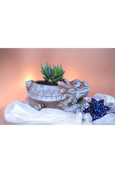 Taş Ejder Saksıda Sukulent - Resim 4