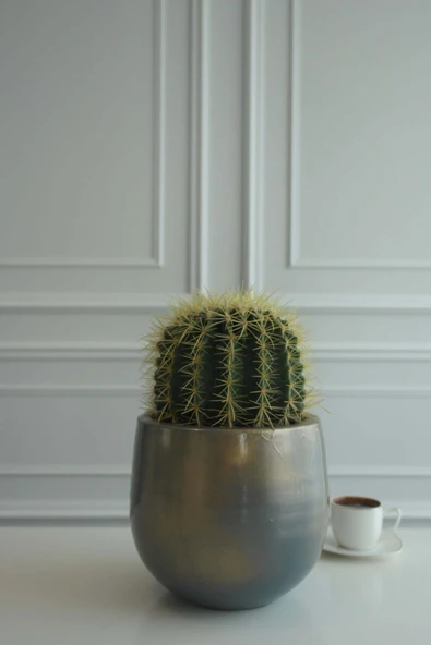 Echino Kaktüs Terracotta Saksılı Büyük Boy ürün görseli