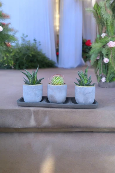 Üçlü taş saksıda kaktüs sukulent seti 01ad - Resim 5