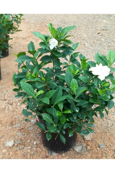 Premium-kokulu Gardenia Jasminoides Gardenya Çiçeği - Resim 2
