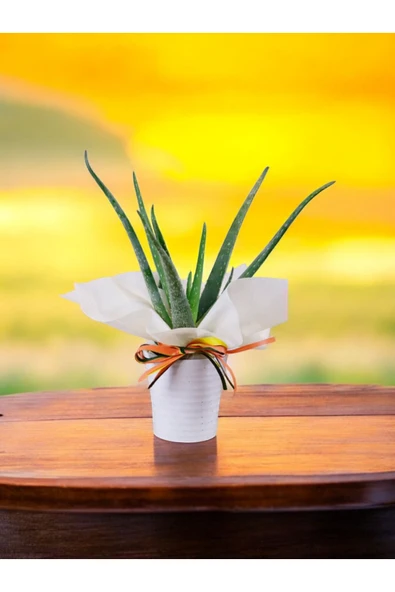 Hediyelik Aloevera ( Sevdiklerinize Sağlık Gönderme Zamanı ) No 5 ürün görseli 1