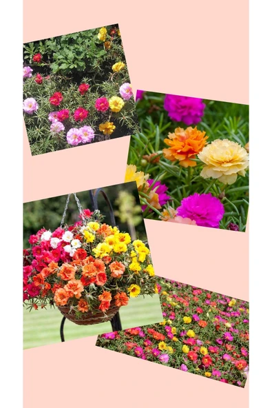 4 Çeşit İpek Çiçeği İpek Kedi Tırnağı 8.5 Çapında - Resim 3