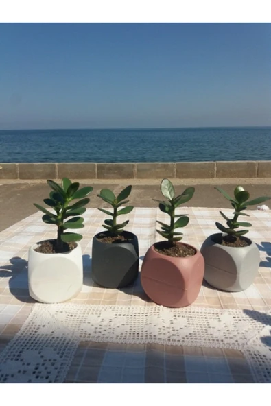 Crassula Ovata- Para Çiçeği- Bereket Bitkisi- 8-12 Cm 5 Aylık - Resim 5