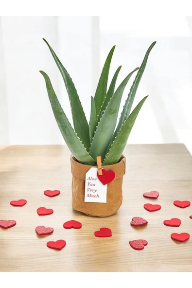 Hediyelik Aloevera ( Sevdiklerinize Sağlık Gönderme Zamanı ) No 7 ürün görseli