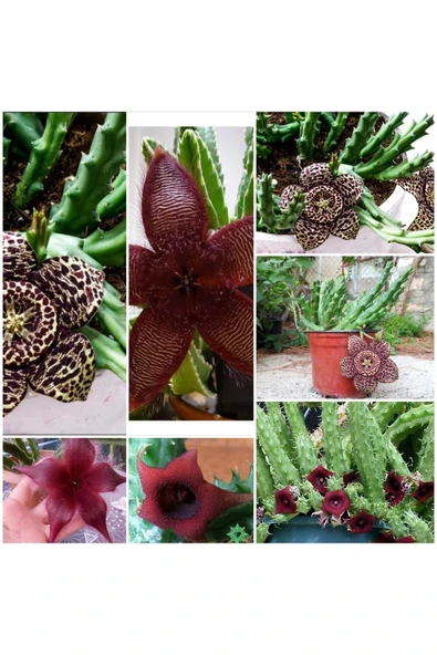 3 Çeşit Leş Kaktüsü 5.5 Saksıda 8282883 ürün görseli