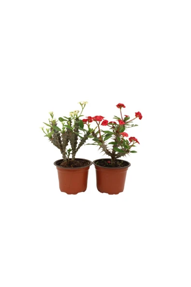 2'li Euphorbia Milli Dikenler Tacı Kırmızı Beyaz Çiçekli 20cm Iç Mekan Dekoratif Bitki - Resim 4