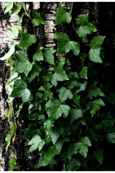 20-50 cm Duvar Sarmaşığı (Hedera helix) Fidanı - Kaya ve Duvarlar İçin Dayanıklı Tırmanıcı Bitki - Resim 4