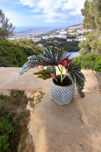 Bodrum Dizayn Taş Saksıda Çilli Begonya - Resim 5