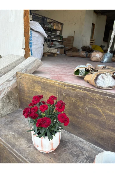 Taş saksıda Kırmızı Karanfil Mis Kokulu - Resim 3