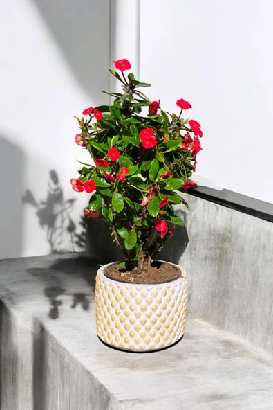 Hediyelik Puantiyeli Saksıda Kızıl Dikenler Tacı ürün görseli