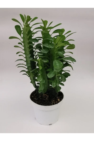 Euphorbia Trigona Yeşil ürün görseli