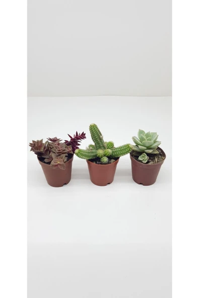 3'lü Kaktüs ve Sukulent Serisi ürün görseli