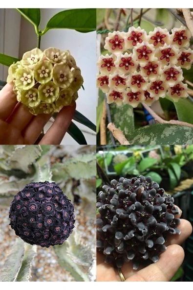 4 çeşit mum çiçeği (siyah, lacivert, sarı, kurmızı-beyaz) - Resim 3