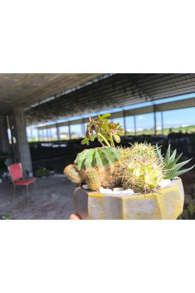 Kaktüs ve sukulent aranjmanı beton saksıda 001 - Resim 6