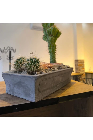 Dekoratif Gri-Gold Taş Saksıda Kaktüs Aranjmanı - Resim 4