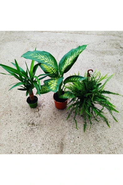 3 Çiçek 1 Arada Aşk Merdiveni Tropik Boy 45 Cm Yucca Tekli Boy 40cm - Resim 2