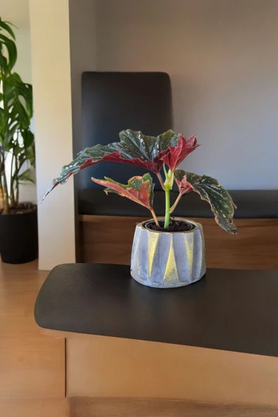 Beton Roma Sütün Saksıda Çilli Begonya 01ciy - 3