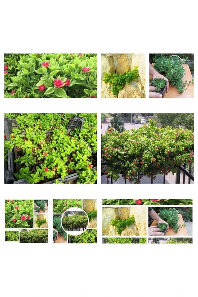 100 adet buz çiçeği fidesi kaliteli toprağımızla 01 bd ürün görseli 1