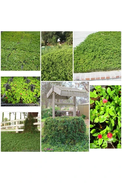 48 Fide Buz Çiçeği Zemin Örtücü 4 Mevsim Yemyeşil ürün görseli