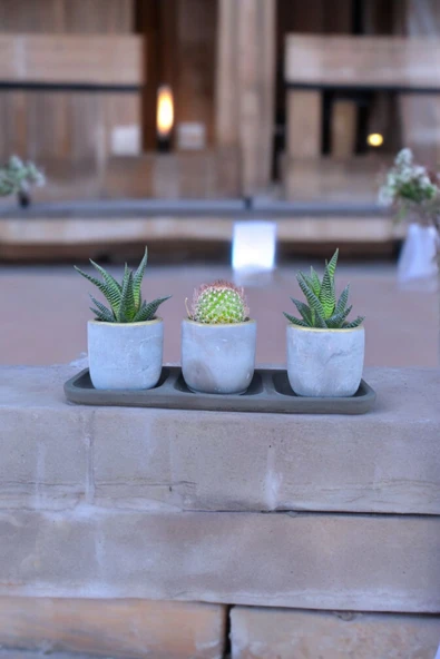 Üçlü taş saksıda kaktüs sukulent seti 01ad - Resim 3