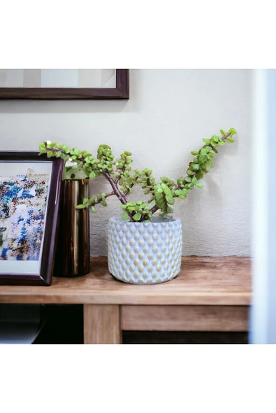 Hediyelik Bonsai Para ürün görseli 1