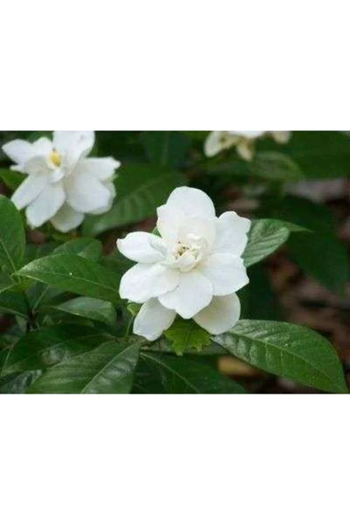 Gardenya (saksıda 3lü Dikim Ithal) Kokulu Cicek Fidanı - Resim 2