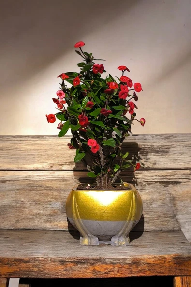 Fil Ayağı Saksıda Hediyelik Dikenler Tacı Kırmızı - Resim 4