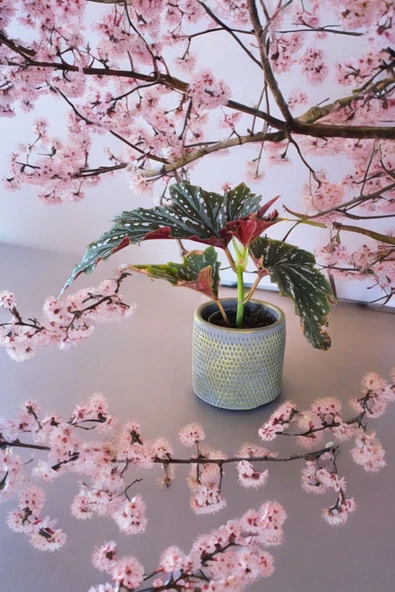 Çilli begonya dekoratif taş saksıda ürün görseli