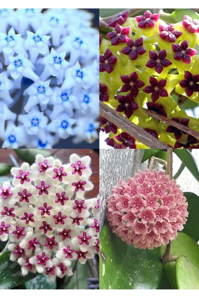 4 renk mum çiçeği (mavi-beyaz, bordo-sarı, pembe, kırmızı-beyaz - Resim 2