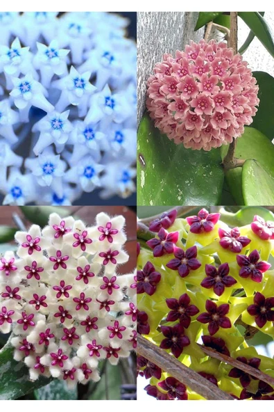 4 renk mum çiçeği (mavi-beyaz, bordo-sarı, pembe, kırmızı-beyaz - Resim 3