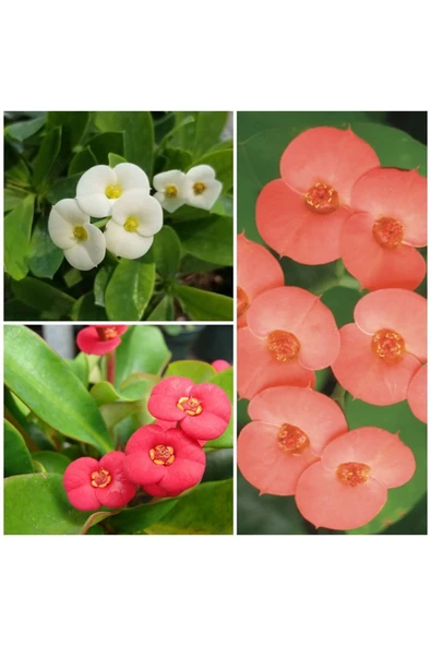 3 Adet Dikenler Tacı Pembe-kırmızı-beyaz Doğa Flora ürün görseli 1