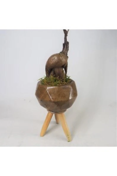 Ficus Ginseng Bonsai & Odunsu Remz Ayaklı Beton Saksıda Hediyelik Canlı Çiçek - Resim 2