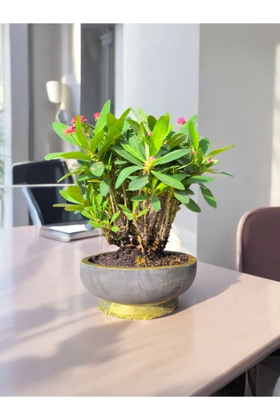 Taş Saksıda Dikenler Tacı - Resim 4